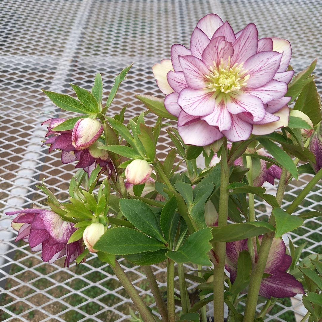 値下げ！つぼみゴロゴロ！豪華クリスマスローズ、大苗、開花株