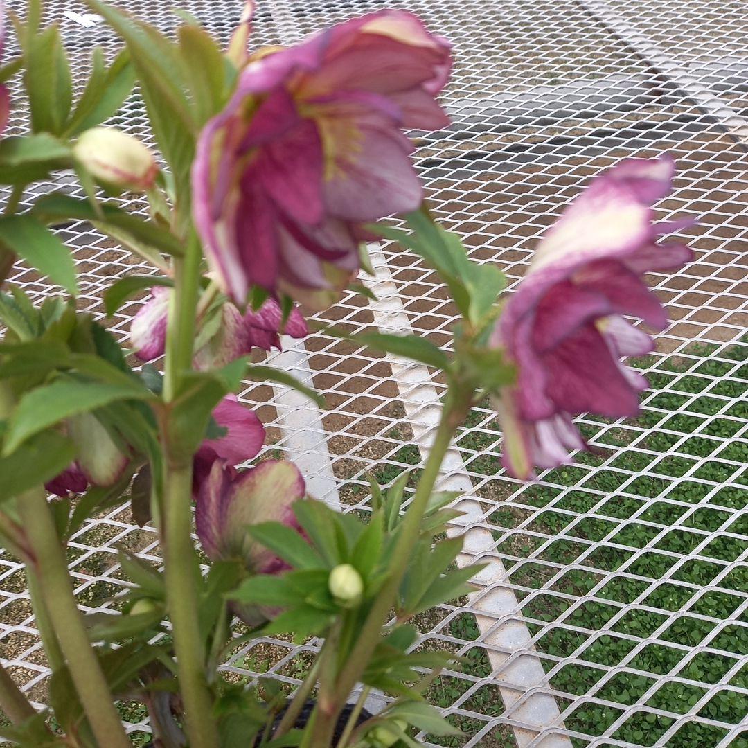 値下げ！つぼみゴロゴロ！豪華クリスマスローズ、大苗、開花株