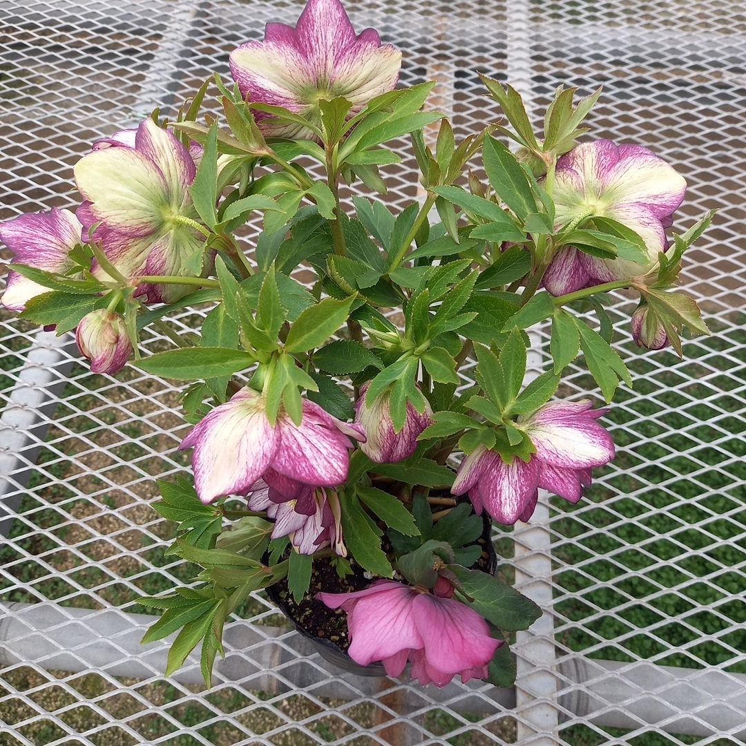 値下げ！つぼみゴロゴロ！豪華クリスマスローズ、大苗、開花株