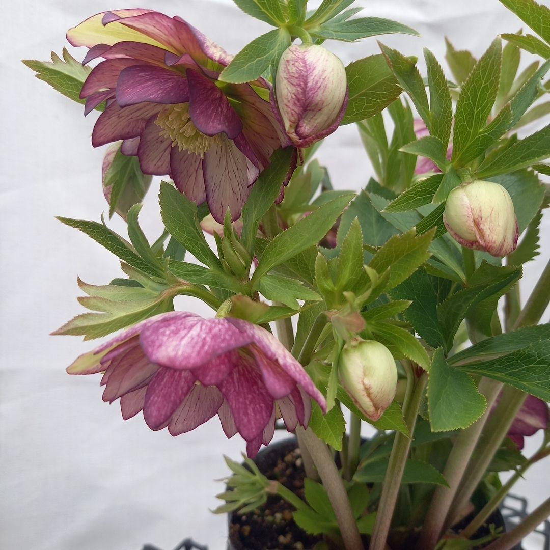 値下げ！つぼみゴロゴロ！豪華クリスマスローズ、大苗、開花株