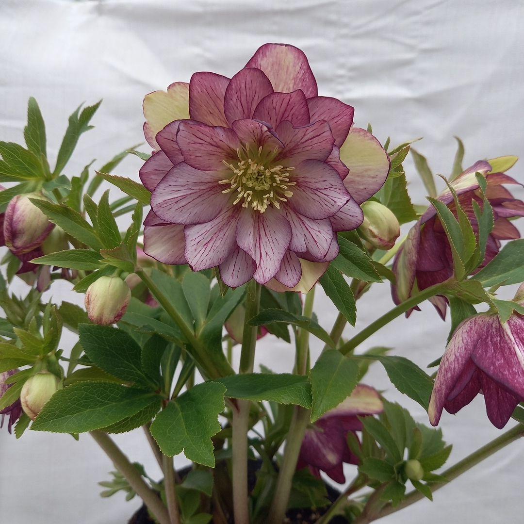 値下げ！つぼみゴロゴロ！豪華クリスマスローズ、大苗、開花株