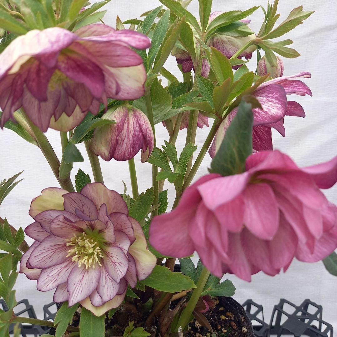 値下げ！つぼみゴロゴロ！豪華クリスマスローズ、大苗、開花株