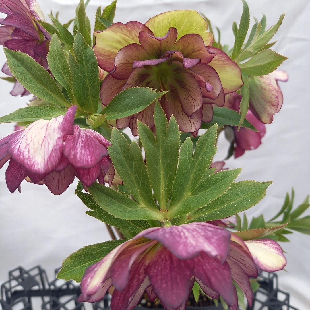 値下げ！つぼみゴロゴロ！豪華クリスマスローズ、大苗、開花株