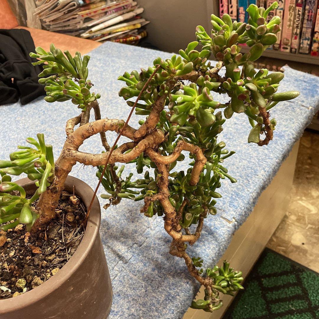 ゴーラム　多肉植物