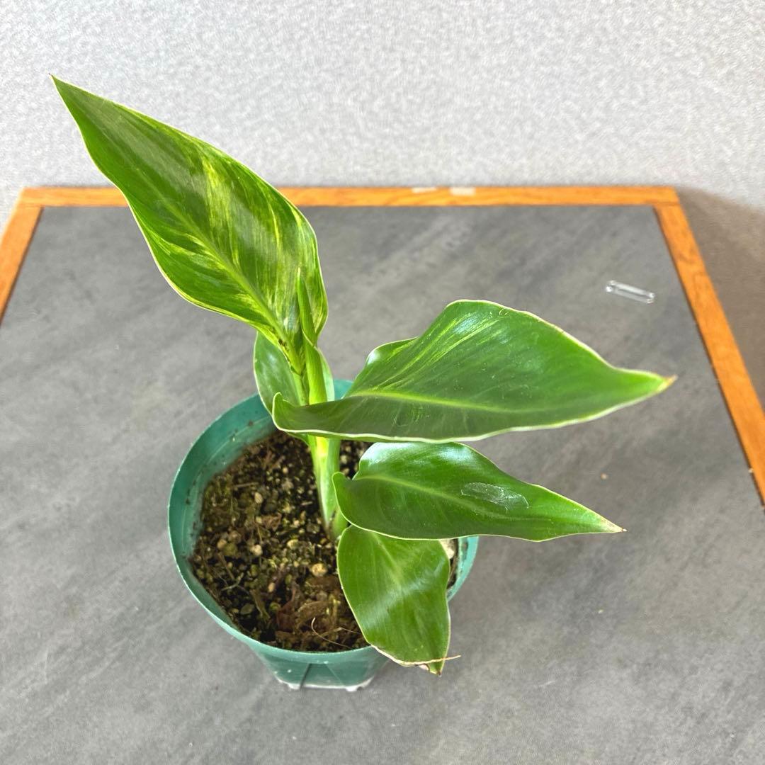 超希少❗️美斑❗️ストレリチア　オーガスタ　斑入り✨
