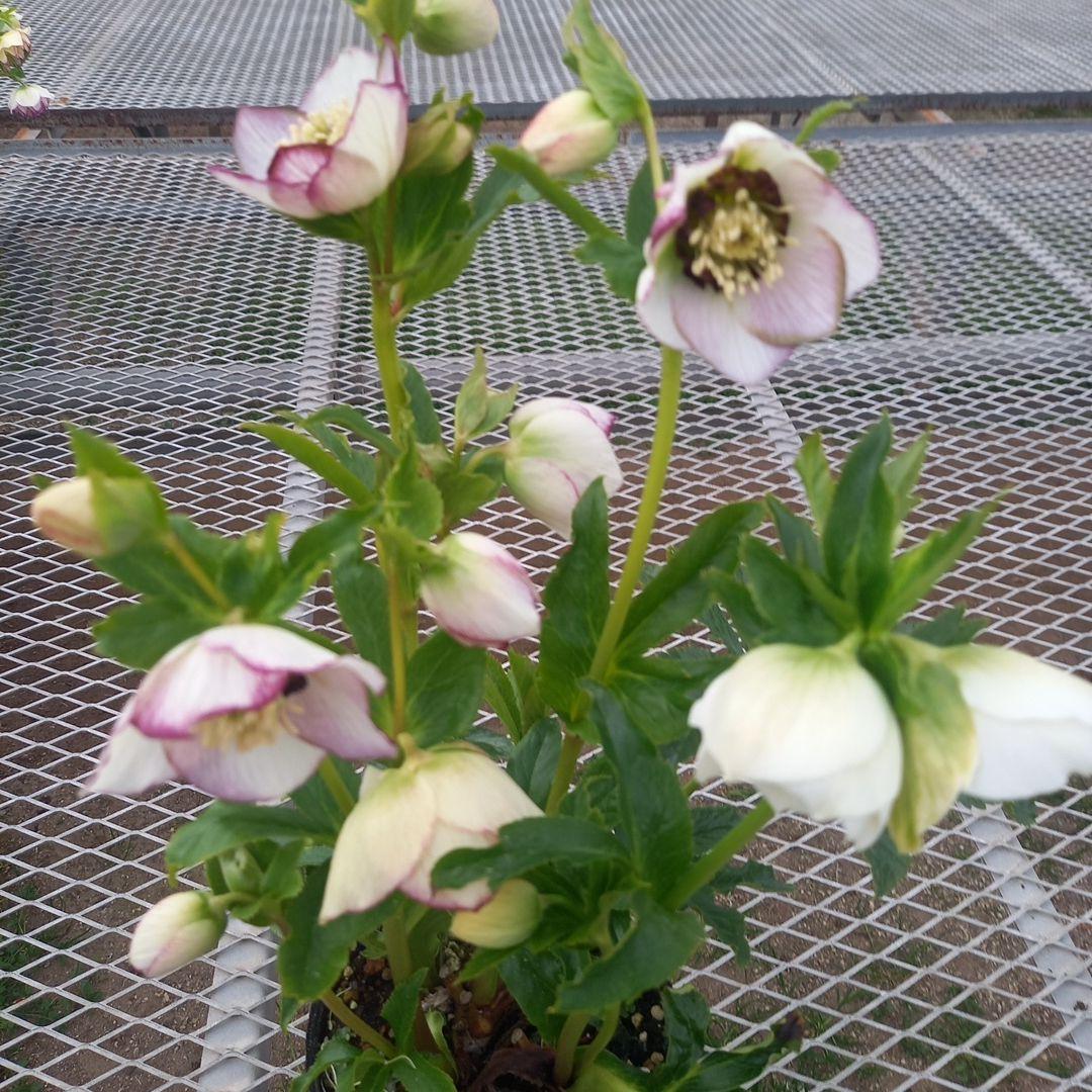 素敵なセミダブル⭐クリスマスローズ、大苗、開花株