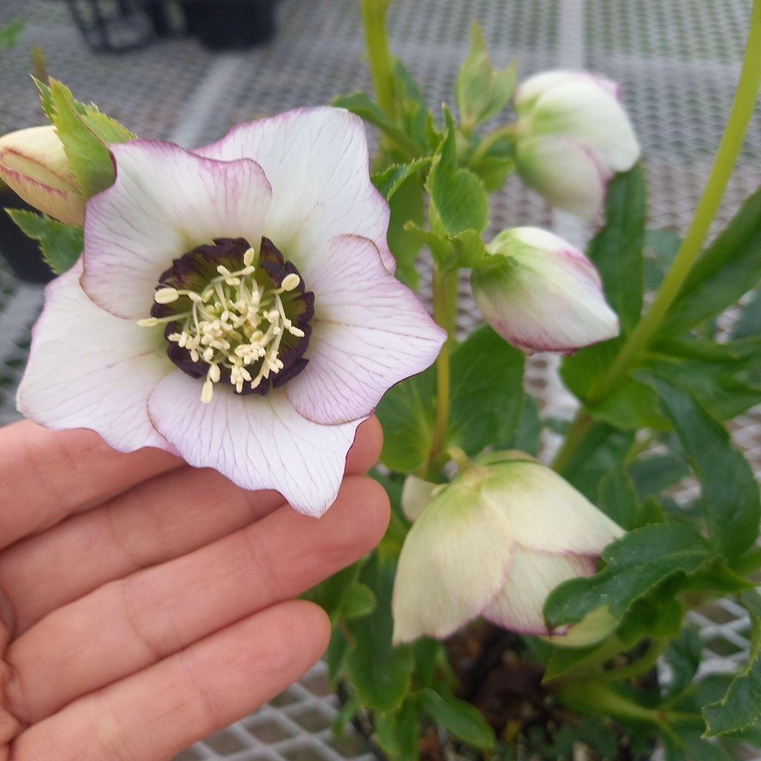 素敵なセミダブル⭐クリスマスローズ、大苗、開花株