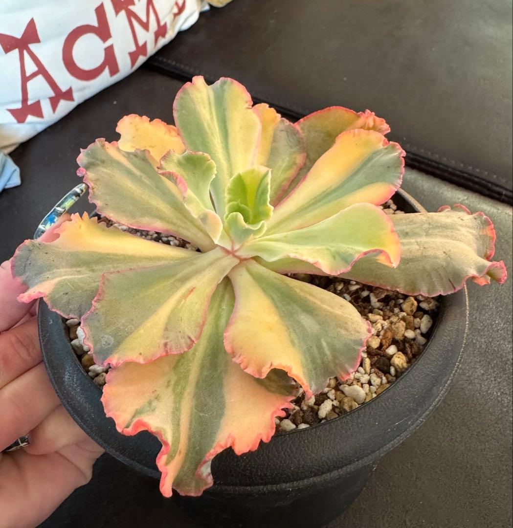 多肉植物　シャンテリー錦