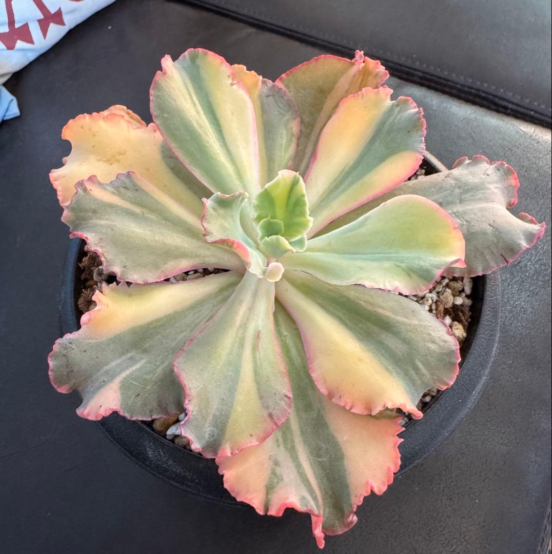 多肉植物　シャンテリー錦