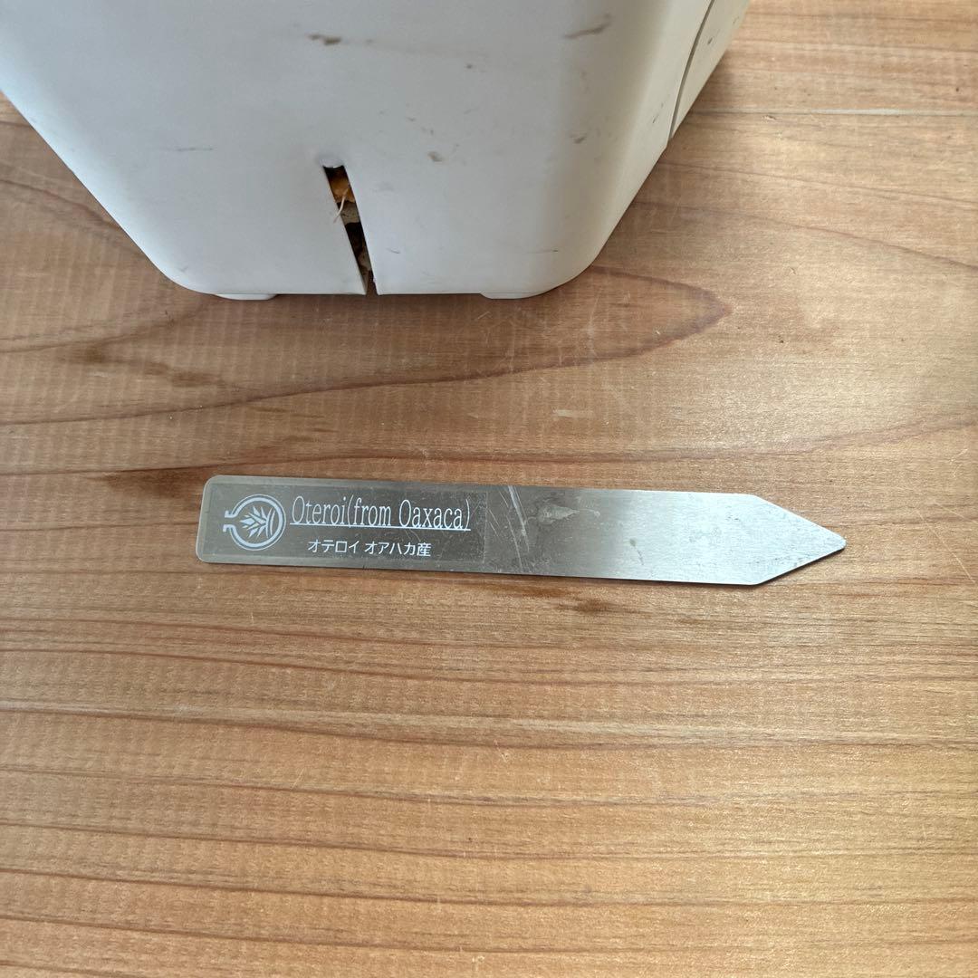 ★極上コレクション株★ 極上　アガベ　オアハカ　オテロイ　現地球　チタノタ　親株