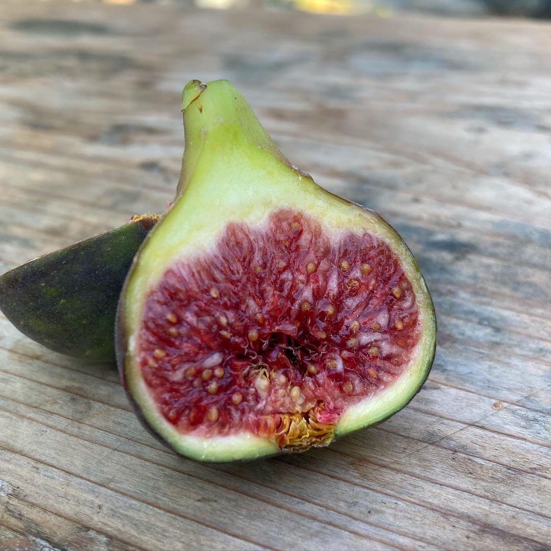 【専用】Mallorca Black 挿木苗 イチジク