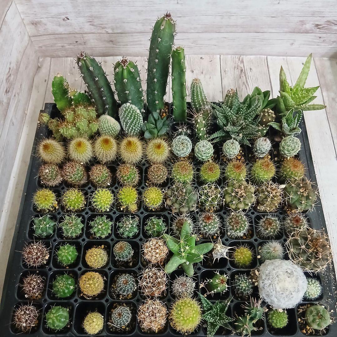 ミニサボテン　90個