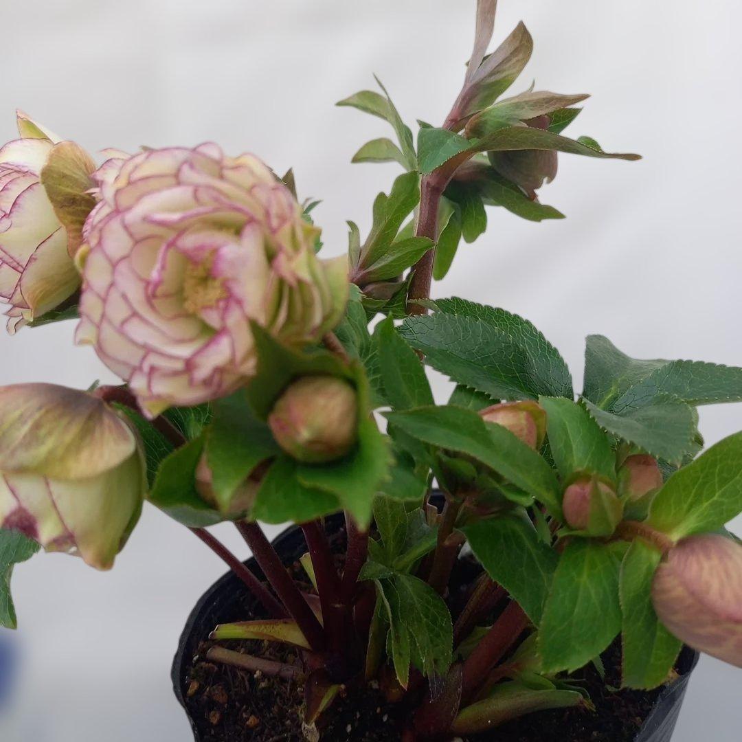 まん丸コロン♪かわいさ満点！クリスマスローズ、大苗、開花株