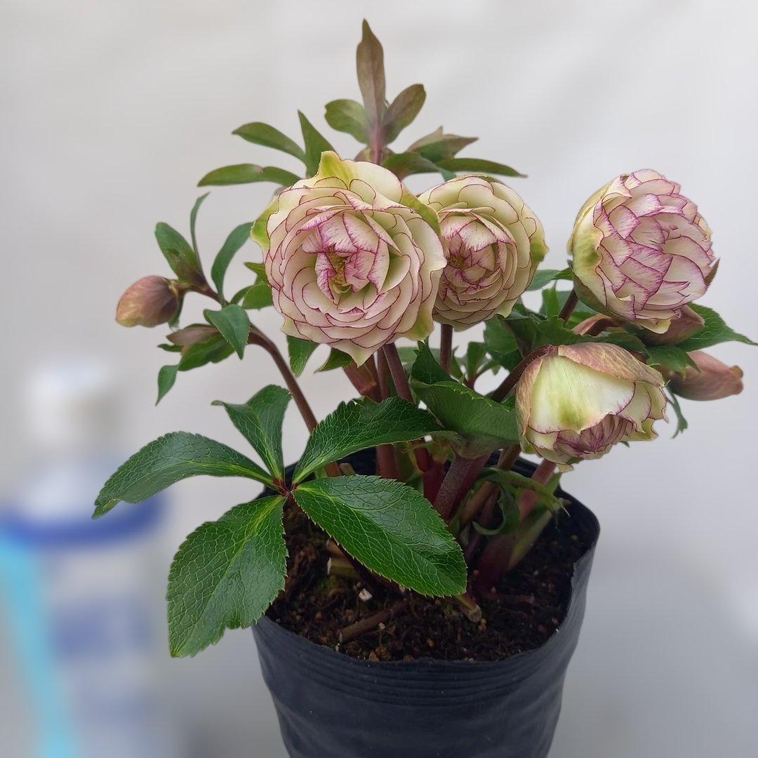 まん丸コロン♪かわいさ満点！クリスマスローズ、大苗、開花株