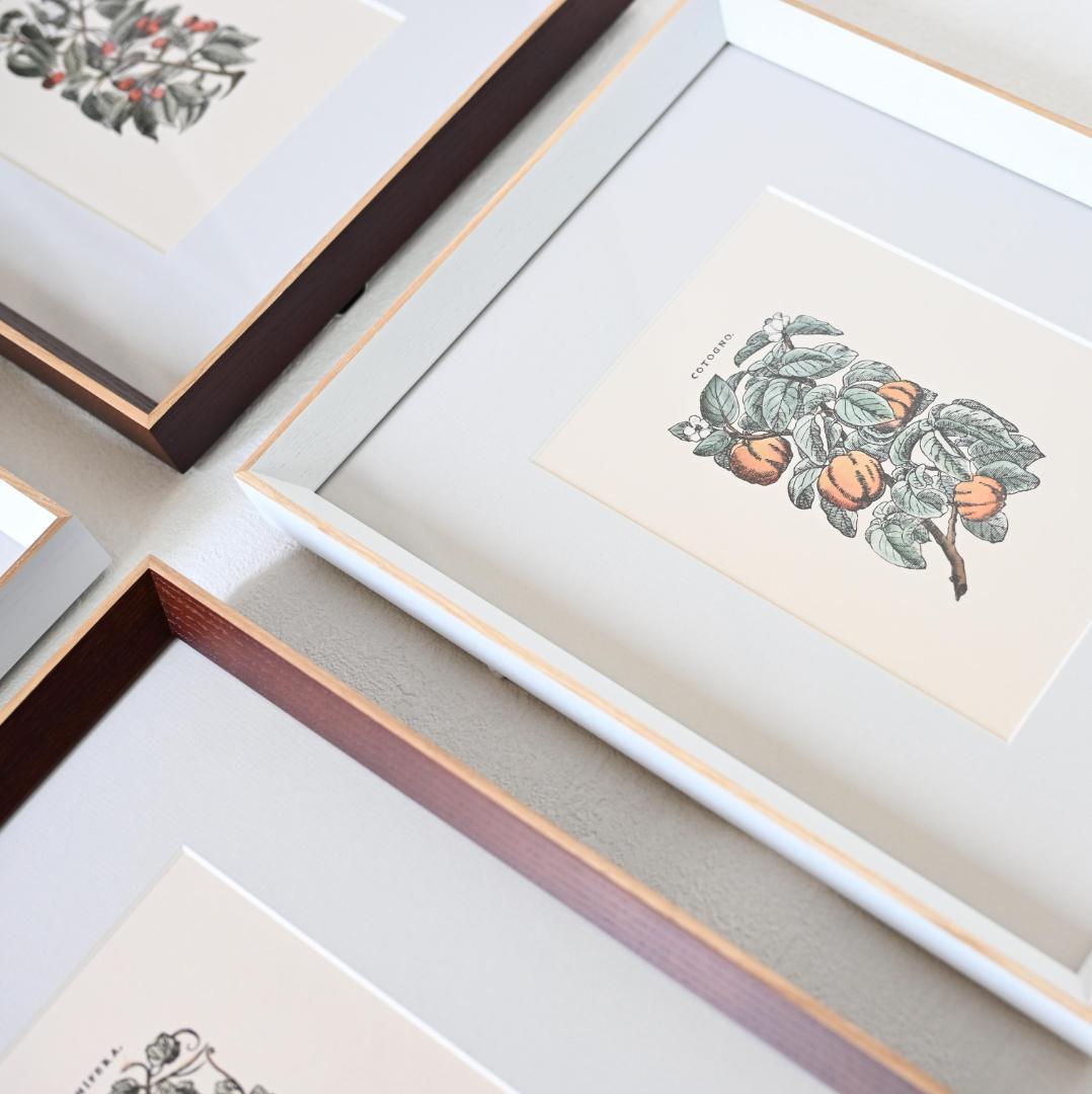 マルメロの植物図譜アート｜額装ポスター｜イタリア果実の壁掛けインテリア