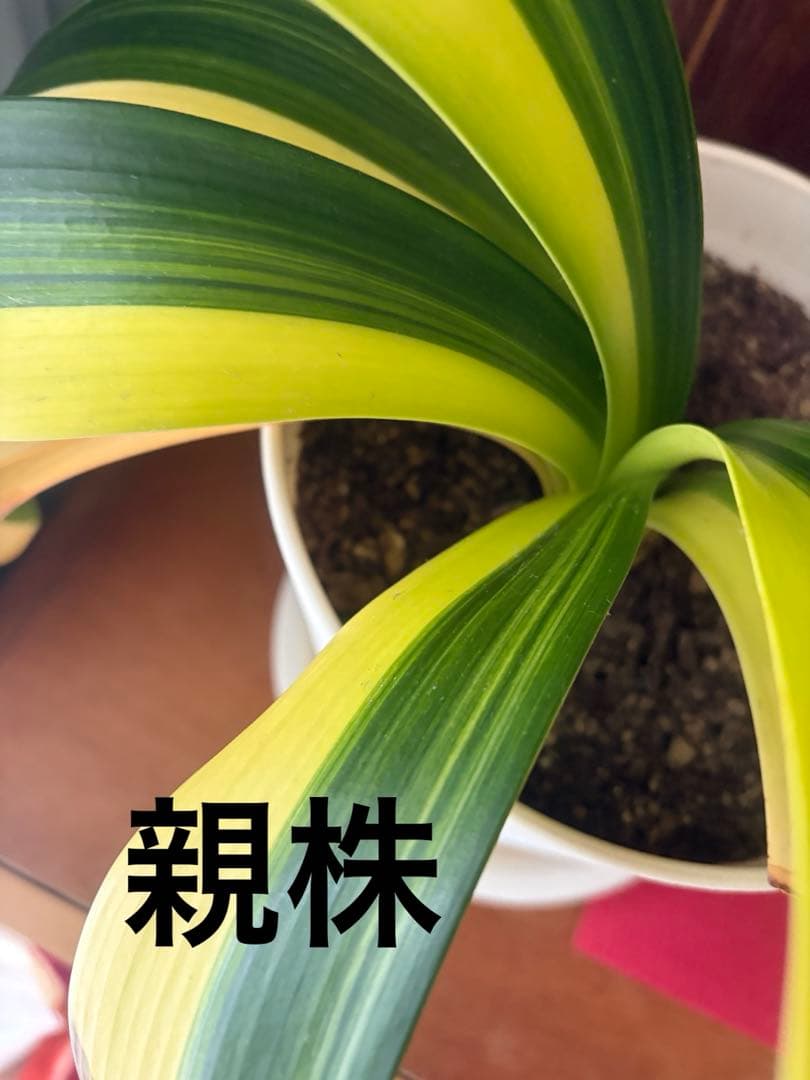 極上✨❤️希少斑入り君子蘭