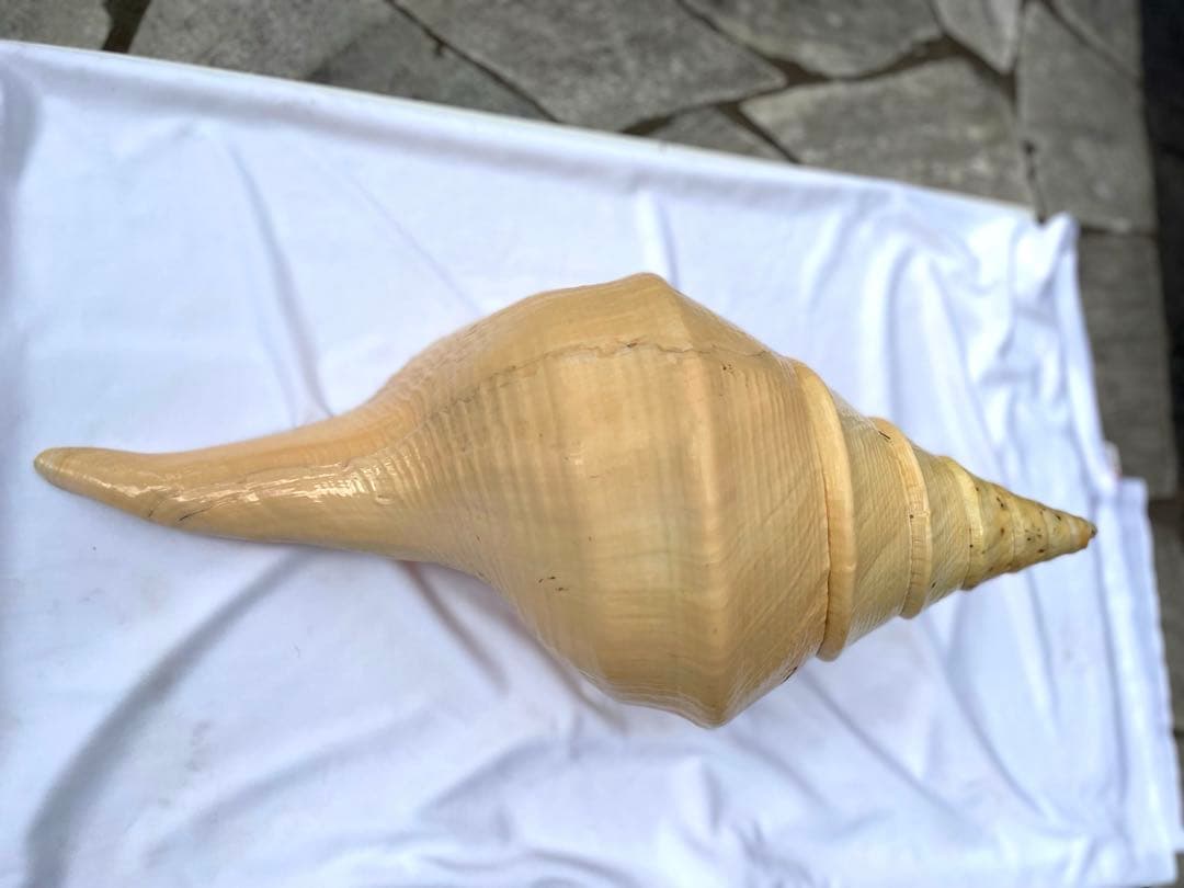 超特大54cm 世界最大級 法螺貝 アラフラオオニシ 修験道 山伏 置物 骨董