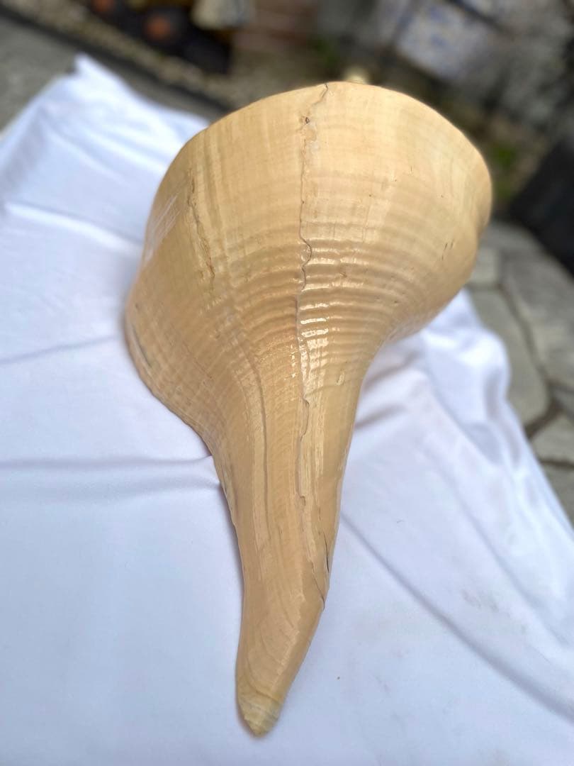 超特大54cm 世界最大級 法螺貝 アラフラオオニシ 修験道 山伏 置物 骨董