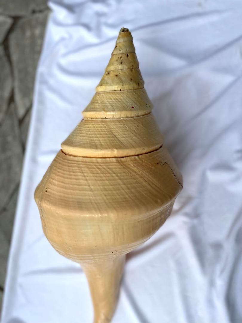 超特大54cm 世界最大級 法螺貝 アラフラオオニシ 修験道 山伏 置物 骨董