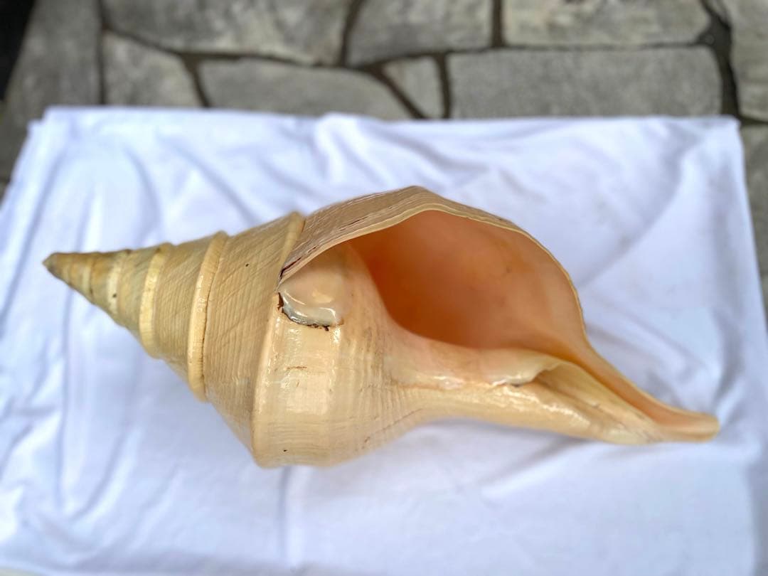 超特大54cm 世界最大級 法螺貝 アラフラオオニシ 修験道 山伏 置物 骨董