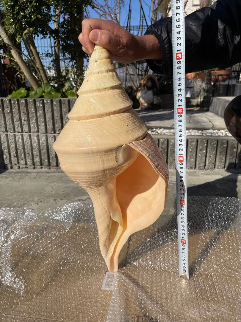 超特大54cm 世界最大級 法螺貝 アラフラオオニシ 修験道 山伏 置物 骨董