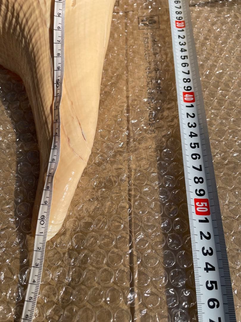 超特大54cm 世界最大級 法螺貝 アラフラオオニシ 修験道 山伏 置物 骨董