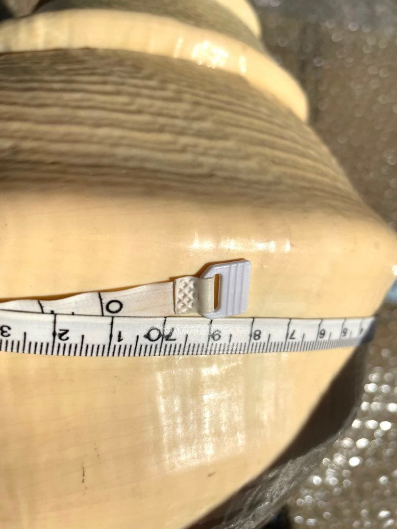 超特大54cm 世界最大級 法螺貝 アラフラオオニシ 修験道 山伏 置物 骨董