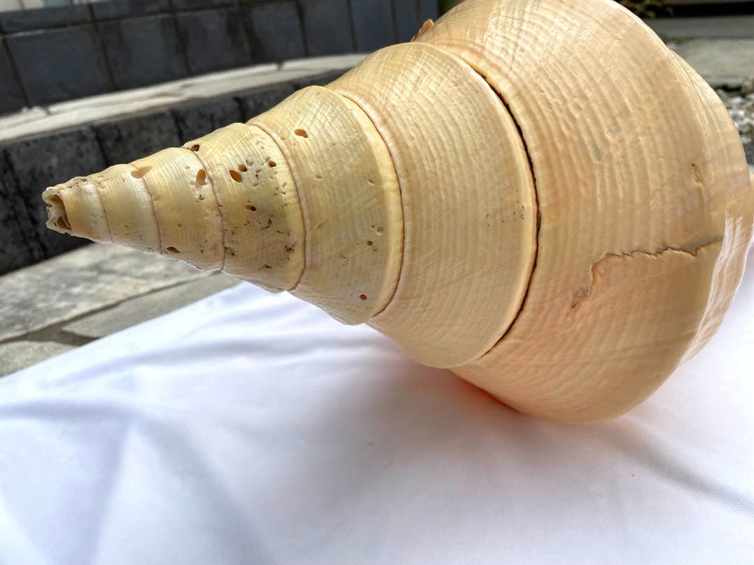 超特大54cm 世界最大級 法螺貝 アラフラオオニシ 修験道 山伏 置物 骨董