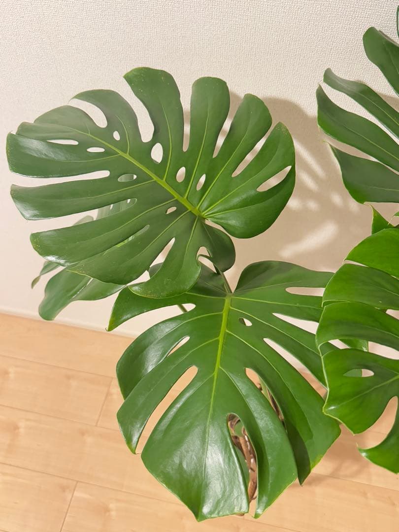 モンステラ　デリシオーサ　幹上がり　根上がり　幹立ち　7寸サイズ①