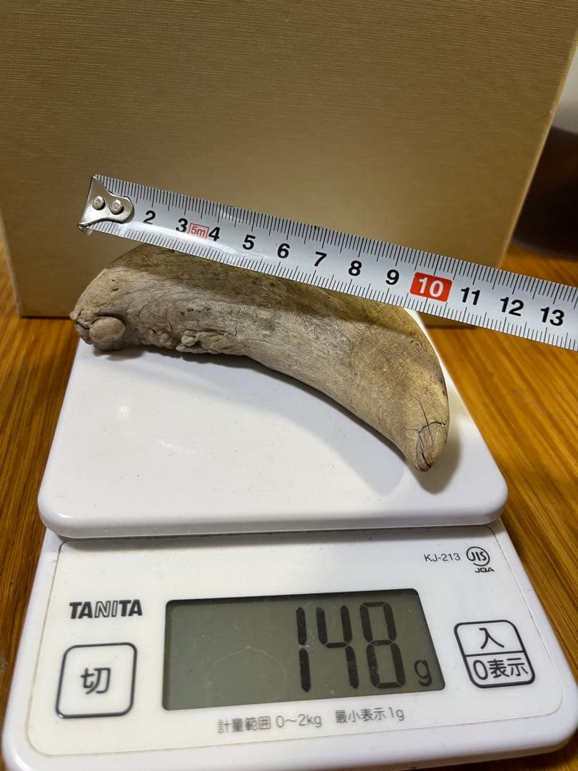 マッコウクジラの歯 約10cm 148.9g