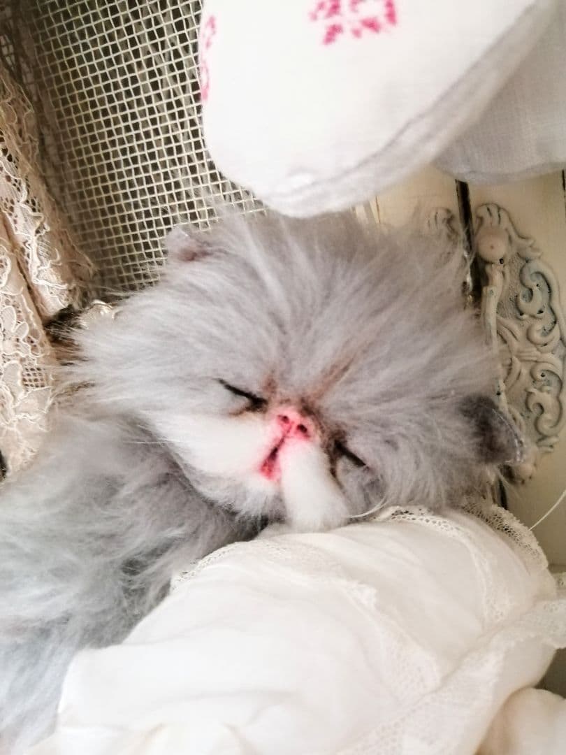 ポッケにゃん♡おねむちゃん♡エキゾチックベビー♡子猫♡アートドール♡ぬいぐるみ♡