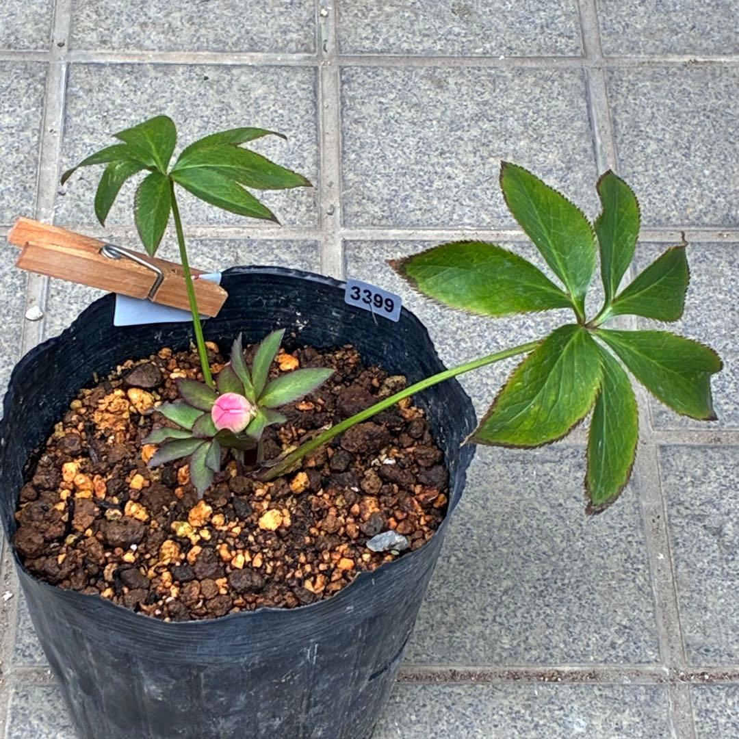 こ*☆様 3399☘️蕾付き☘️希少☘️オレンジ⭐️小輪⭐️コロコロ⭐️多弁⭐️