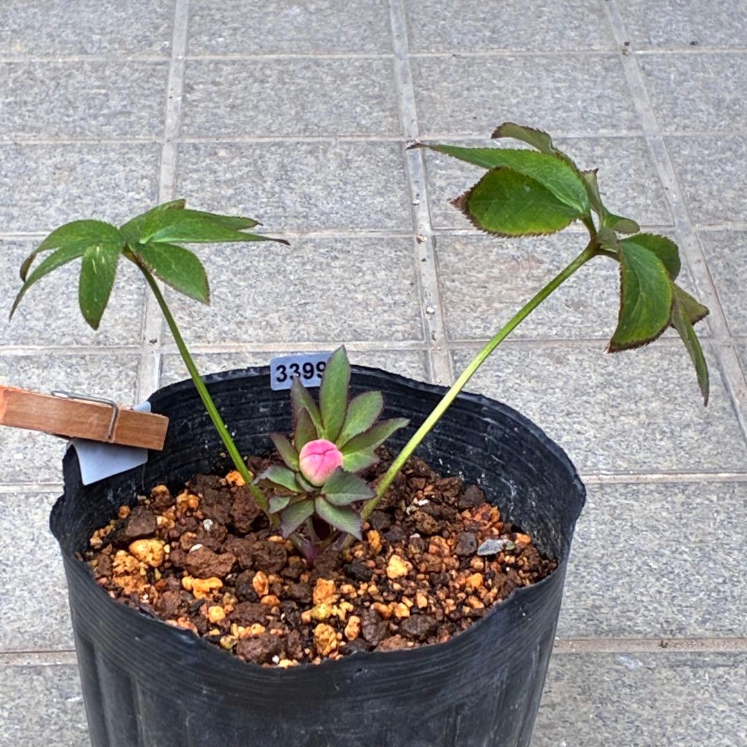 こ*☆様 3399☘️蕾付き☘️希少☘️オレンジ⭐️小輪⭐️コロコロ⭐️多弁⭐️