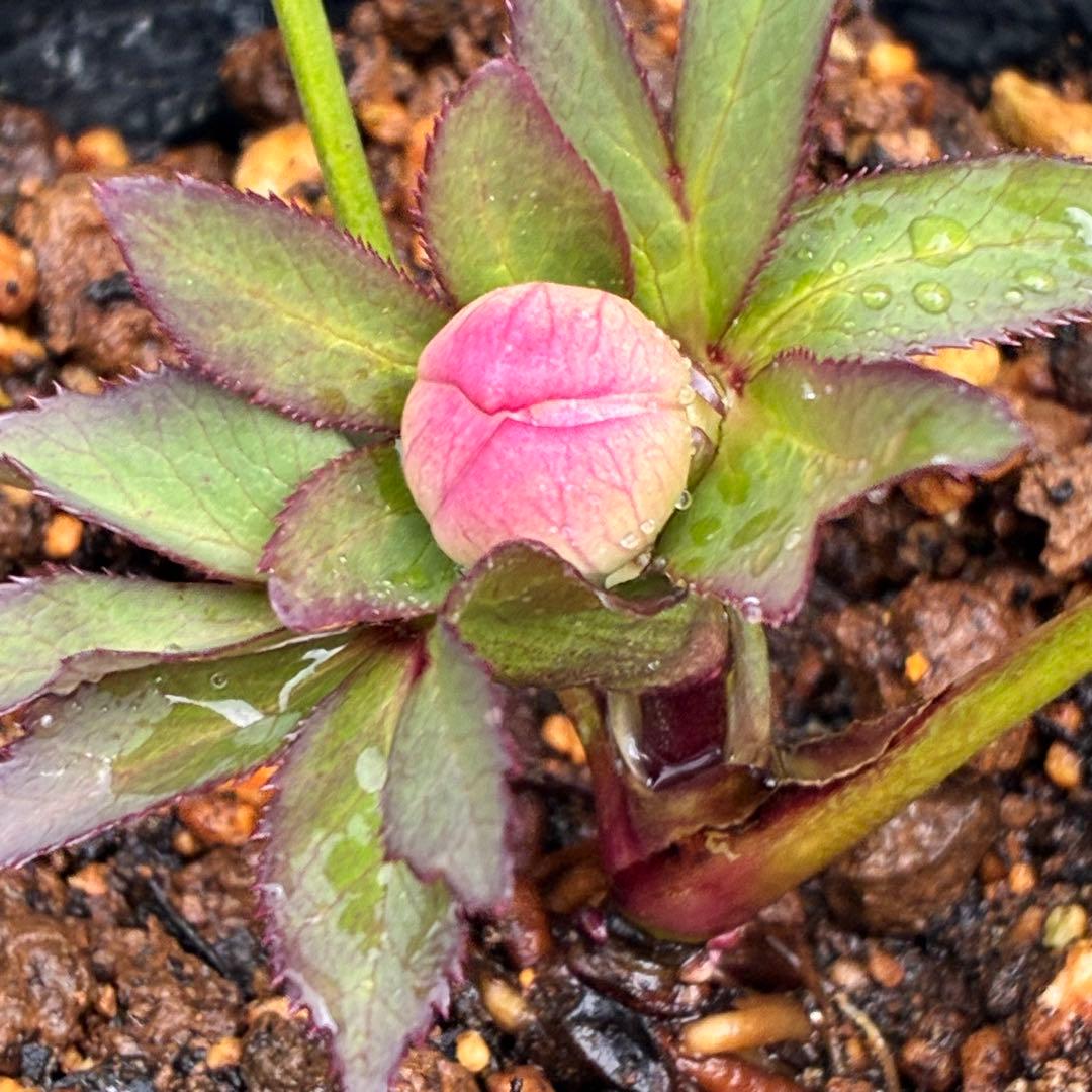 こ*☆様 3399☘️蕾付き☘️希少☘️オレンジ⭐️小輪⭐️コロコロ⭐️多弁⭐️