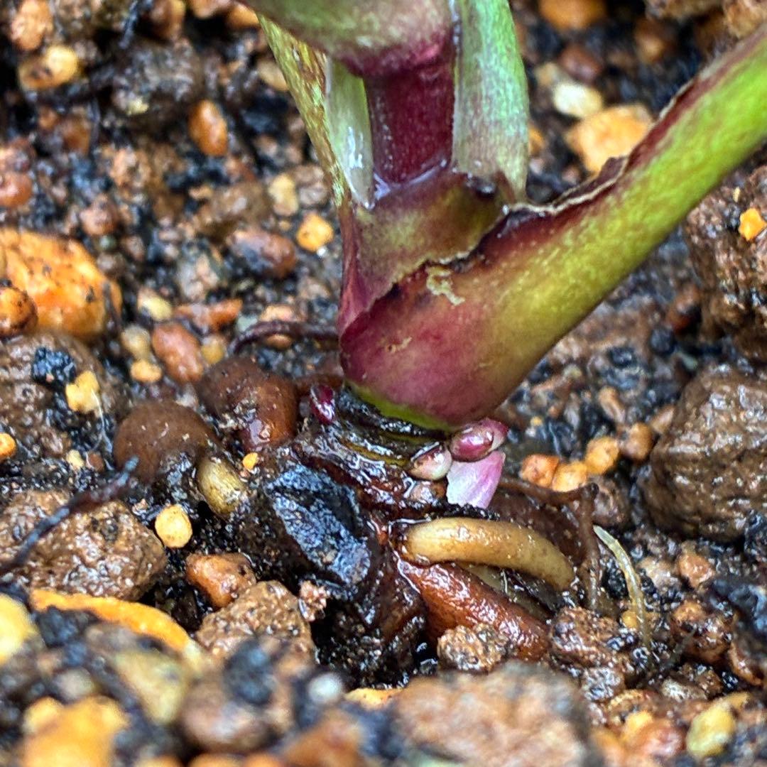 こ*☆様 3399☘️蕾付き☘️希少☘️オレンジ⭐️小輪⭐️コロコロ⭐️多弁⭐️