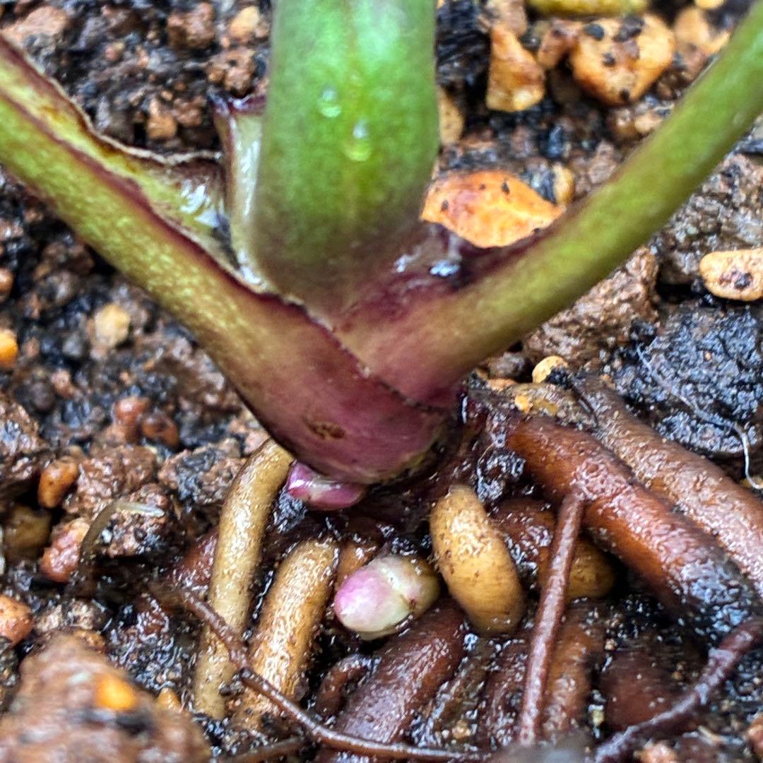 こ*☆様 3399☘️蕾付き☘️希少☘️オレンジ⭐️小輪⭐️コロコロ⭐️多弁⭐️