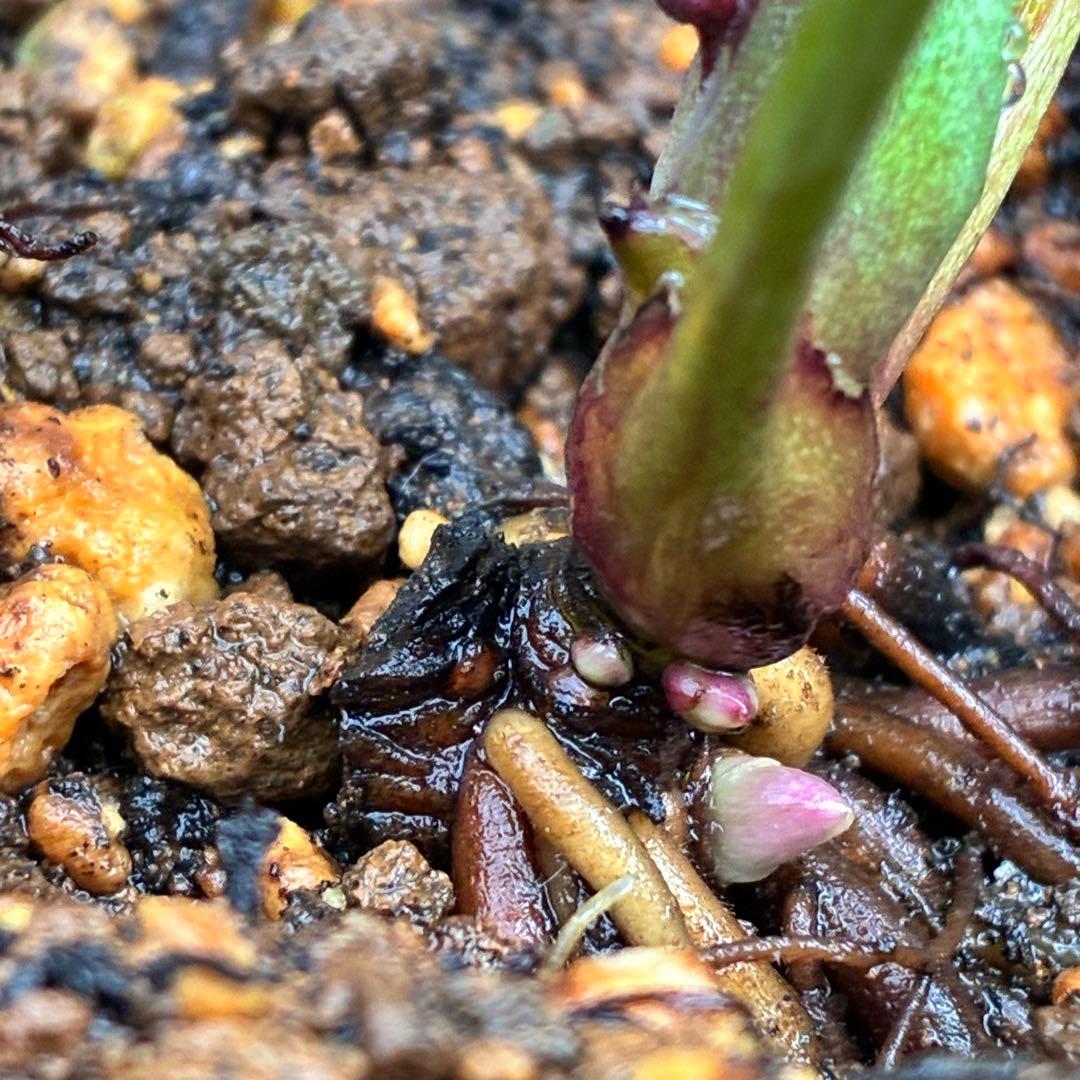 こ*☆様 3399☘️蕾付き☘️希少☘️オレンジ⭐️小輪⭐️コロコロ⭐️多弁⭐️