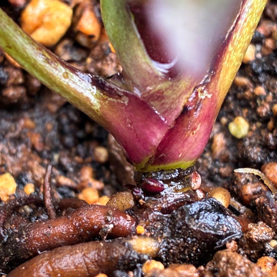 こ*☆様 3399☘️蕾付き☘️希少☘️オレンジ⭐️小輪⭐️コロコロ⭐️多弁⭐️