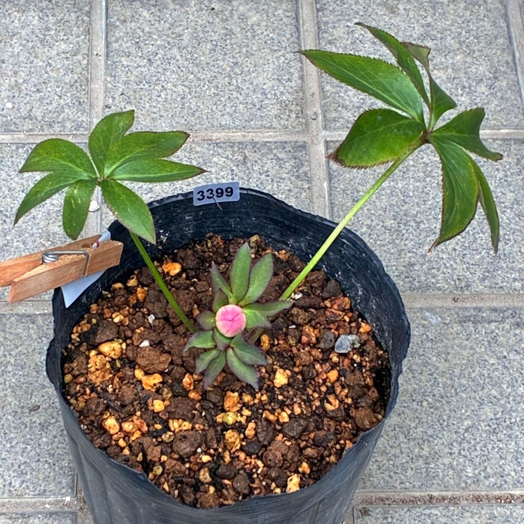 こ*☆様 3399☘️蕾付き☘️希少☘️オレンジ⭐️小輪⭐️コロコロ⭐️多弁⭐️