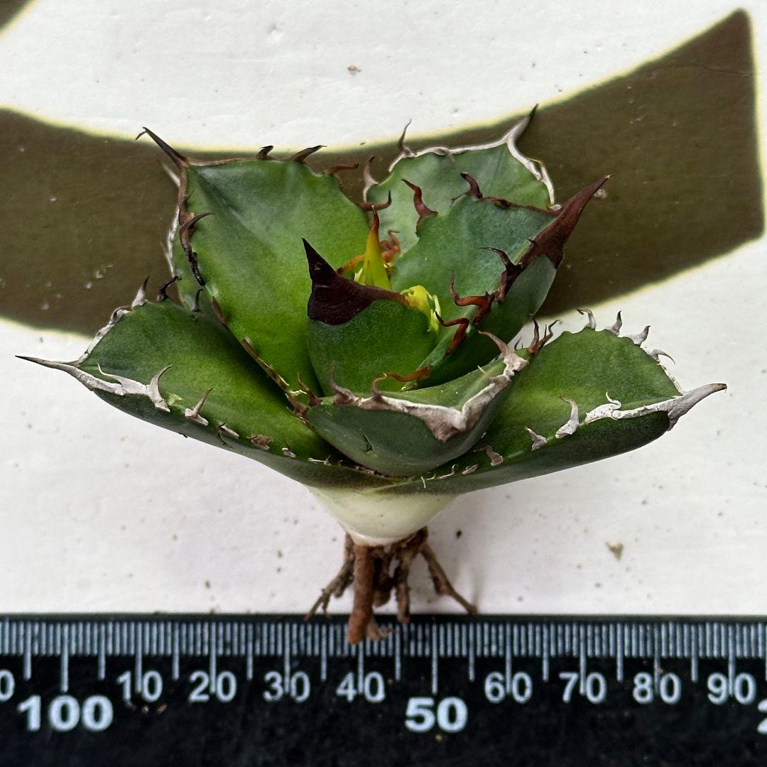 521【上澳園芸】 アガベ チタノタ 緑犀牛 良質子株