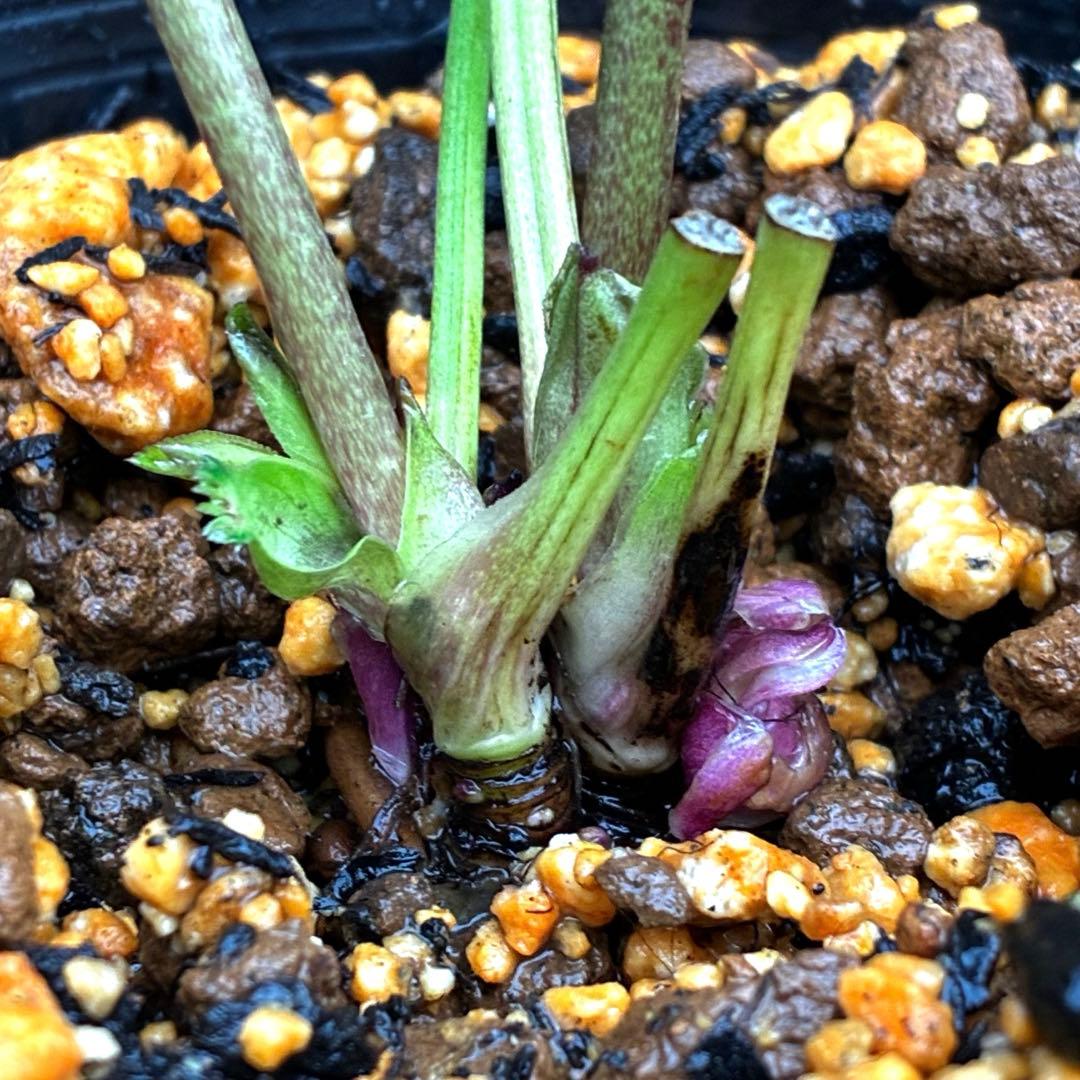 3752⭐️ピンクミスト⭐️小輪⭐️コロコロ⭐️コンパクト⭐️樋口さん⭐️