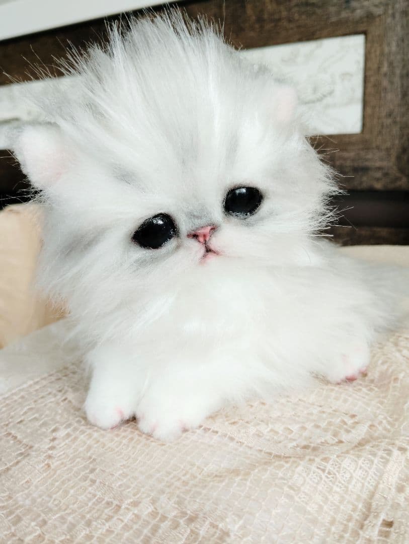 チンチラシルバー♡子猫のノノちゃん♡アートドール♡ぬいぐるみ♡