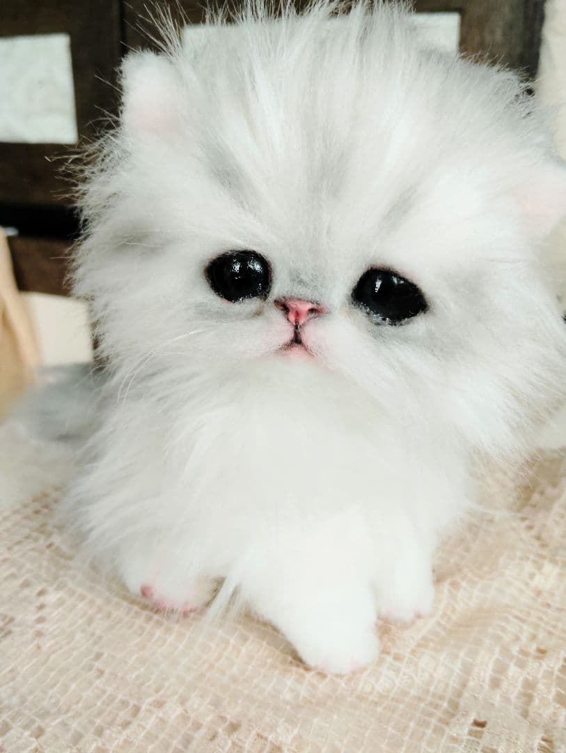 チンチラシルバー♡子猫のノノちゃん♡アートドール♡ぬいぐるみ♡