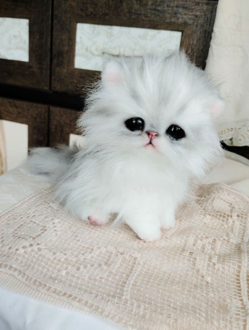 チンチラシルバー♡子猫のノノちゃん♡アートドール♡ぬいぐるみ♡