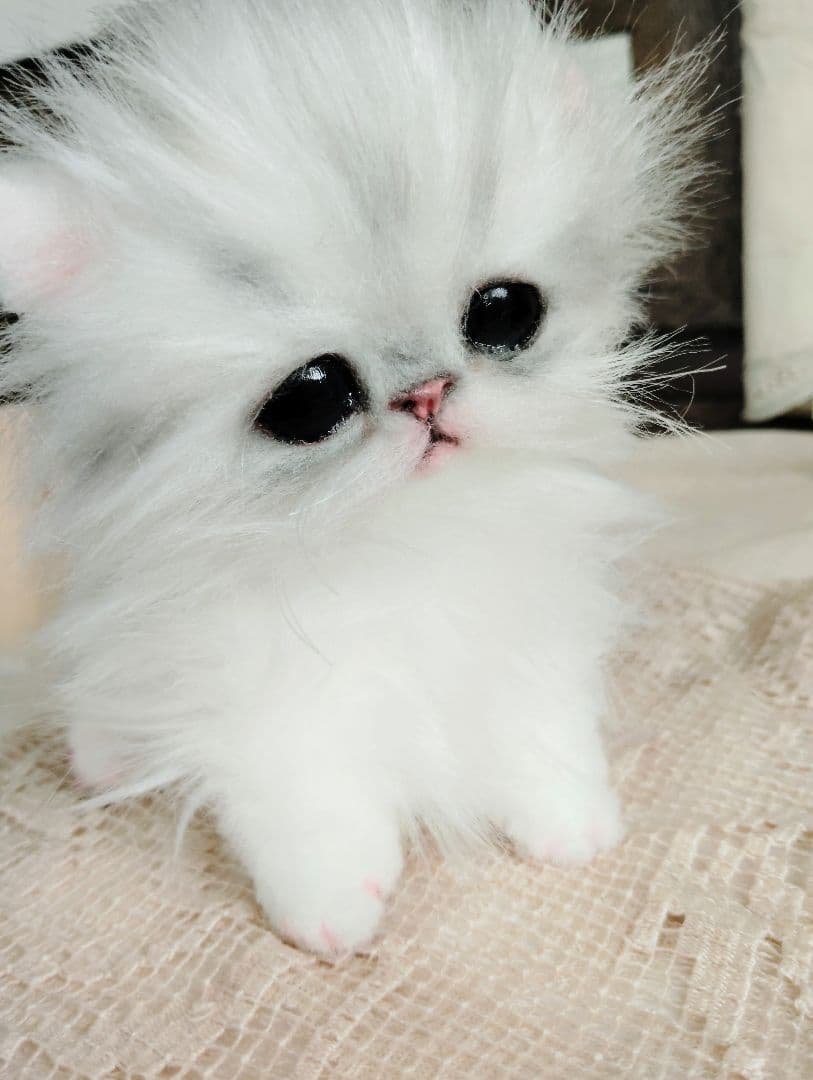 チンチラシルバー♡子猫のノノちゃん♡アートドール♡ぬいぐるみ♡