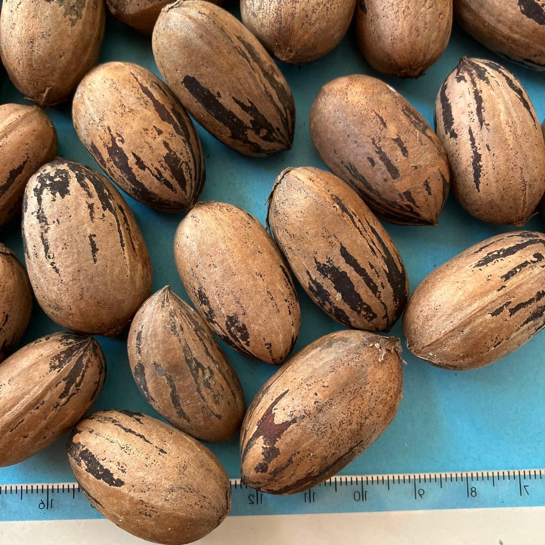 ペカンナッツとヒッコリーの実