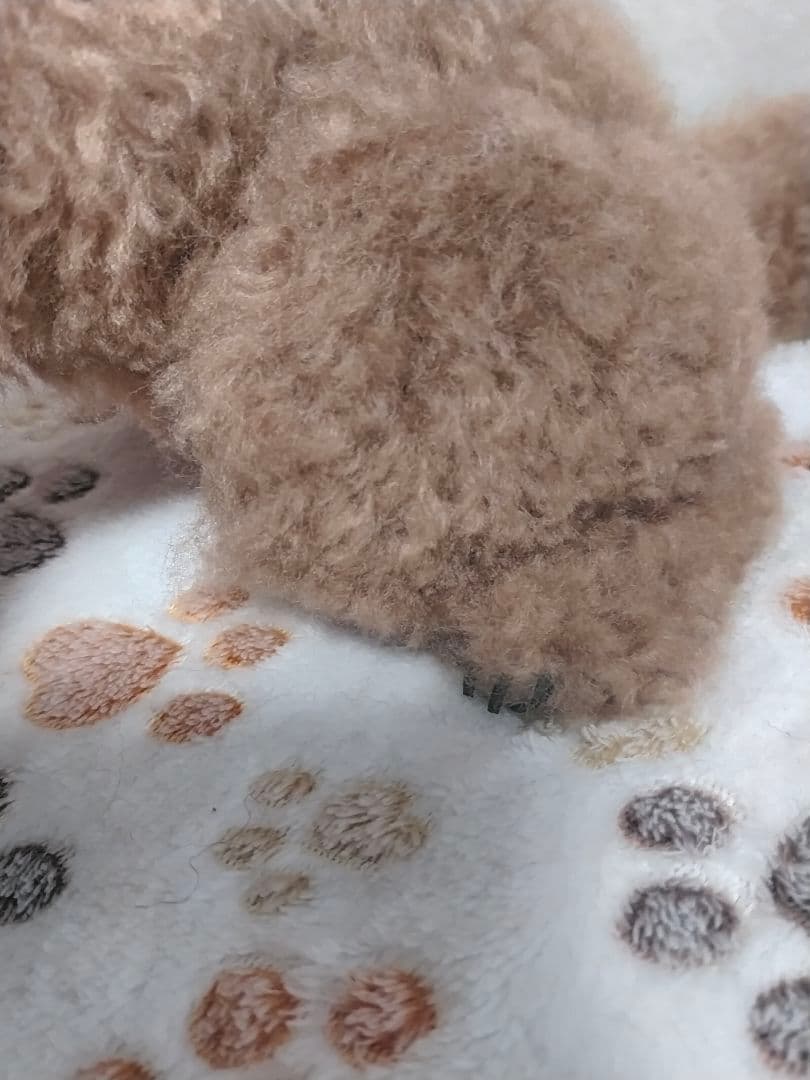 送料込み♡トイプードルレッドちゃん。ビッグ！