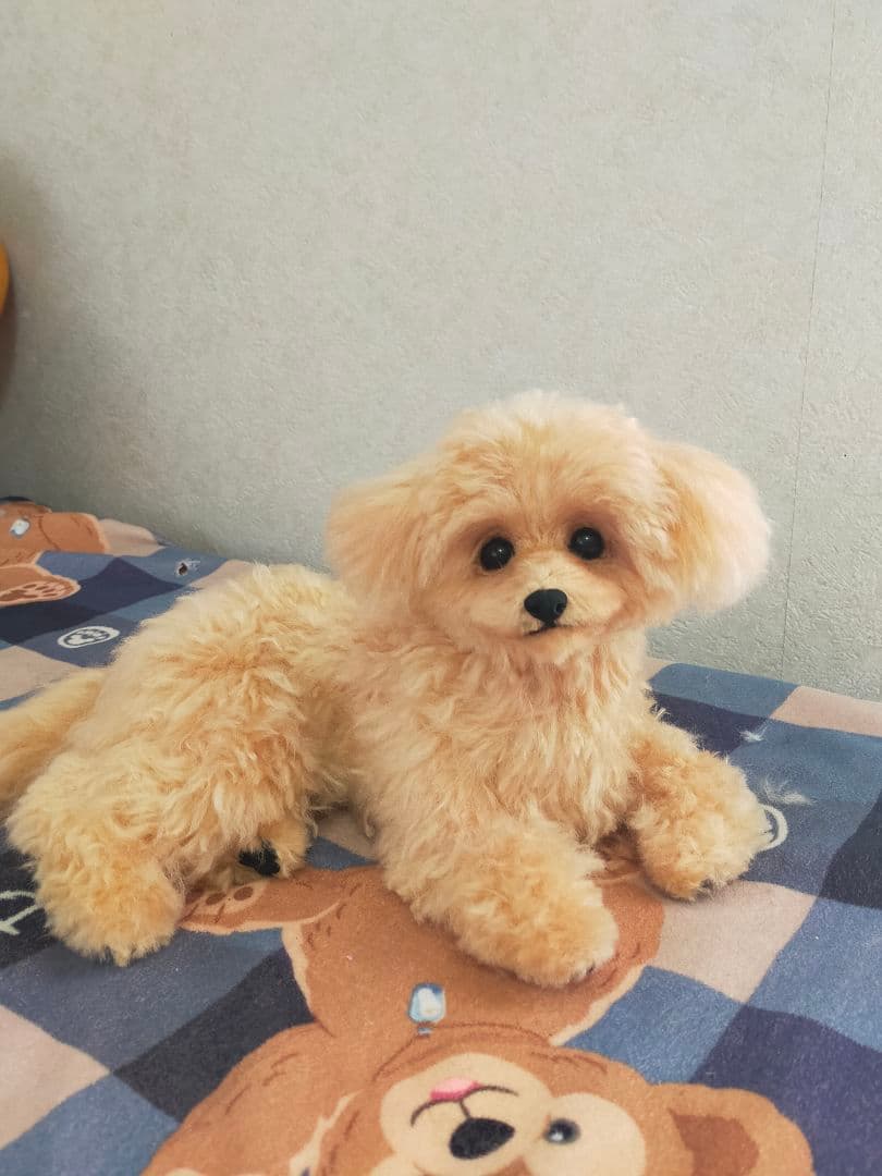 送料込み♡マルプーちゃん。ふわふわワンコ♡
