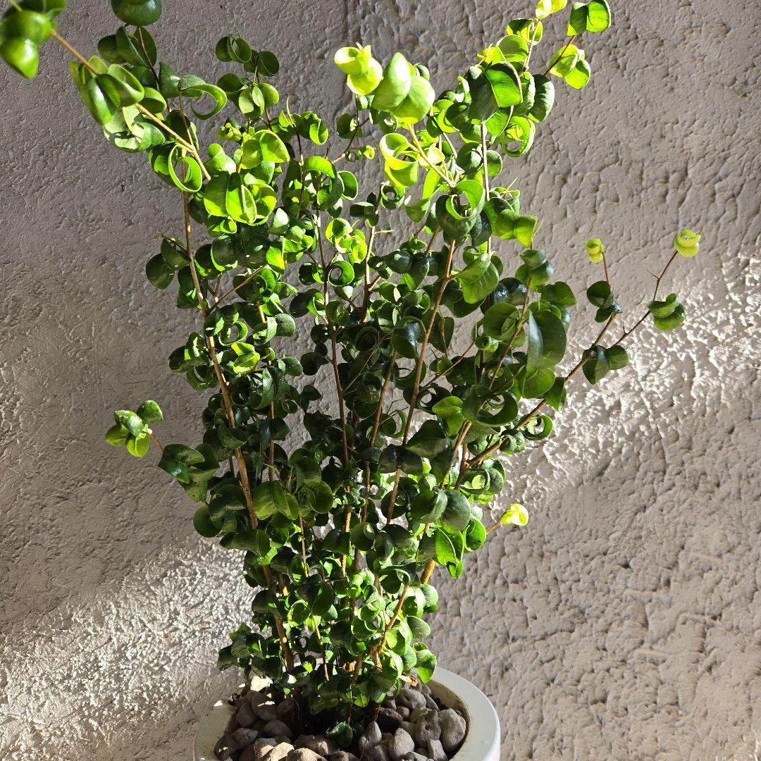 ①　フィカス　ベンジャミン　バロック　7号　最高等級極上品‼️