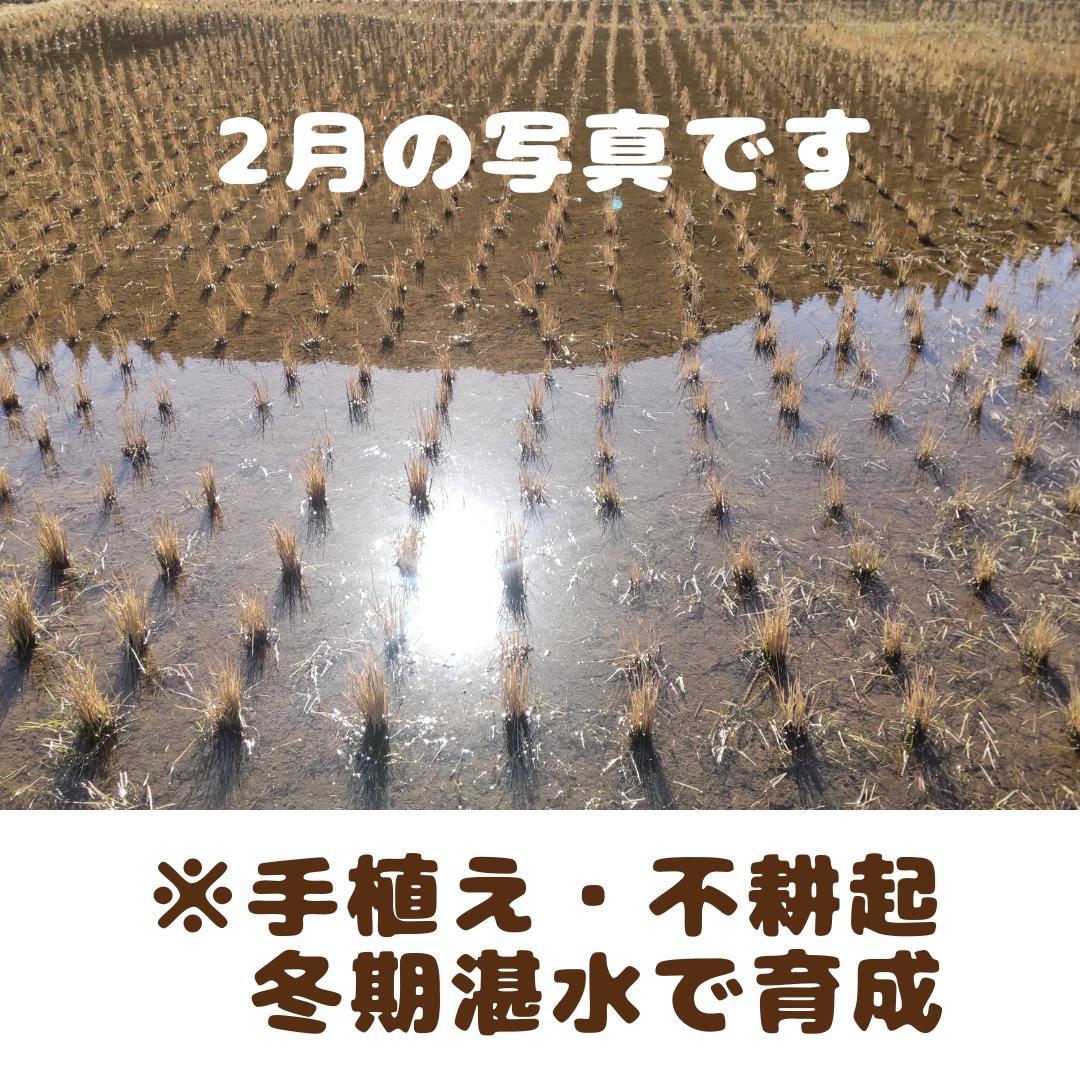 【1kg】自然農ハッピーヒル種籾 令和7年産 ハザ掛け 天日干し 陸稲 直播き